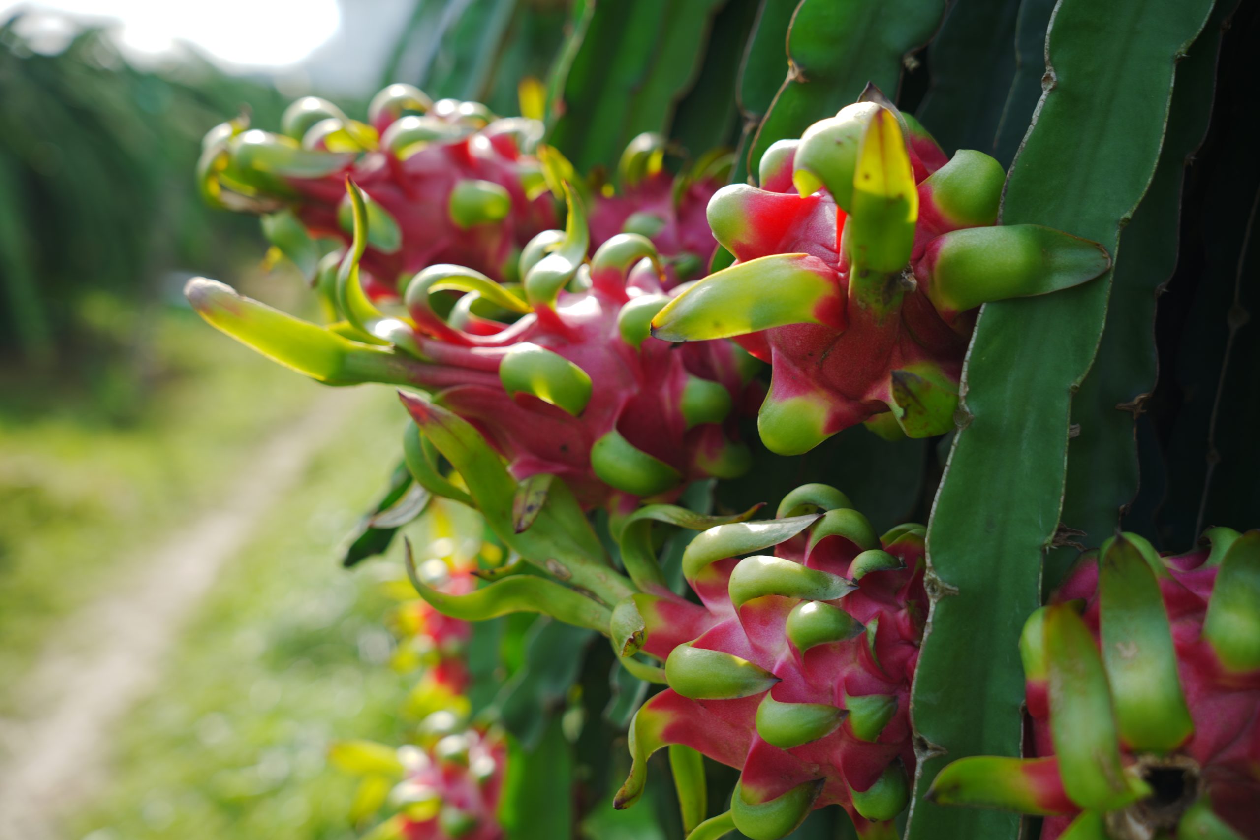 Thanh long loại trái cây bổ dưỡng cho vùng nhiệt đới